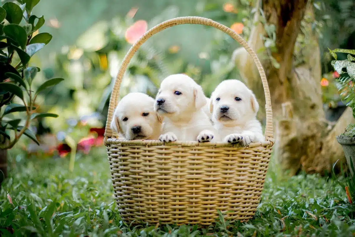 race chien