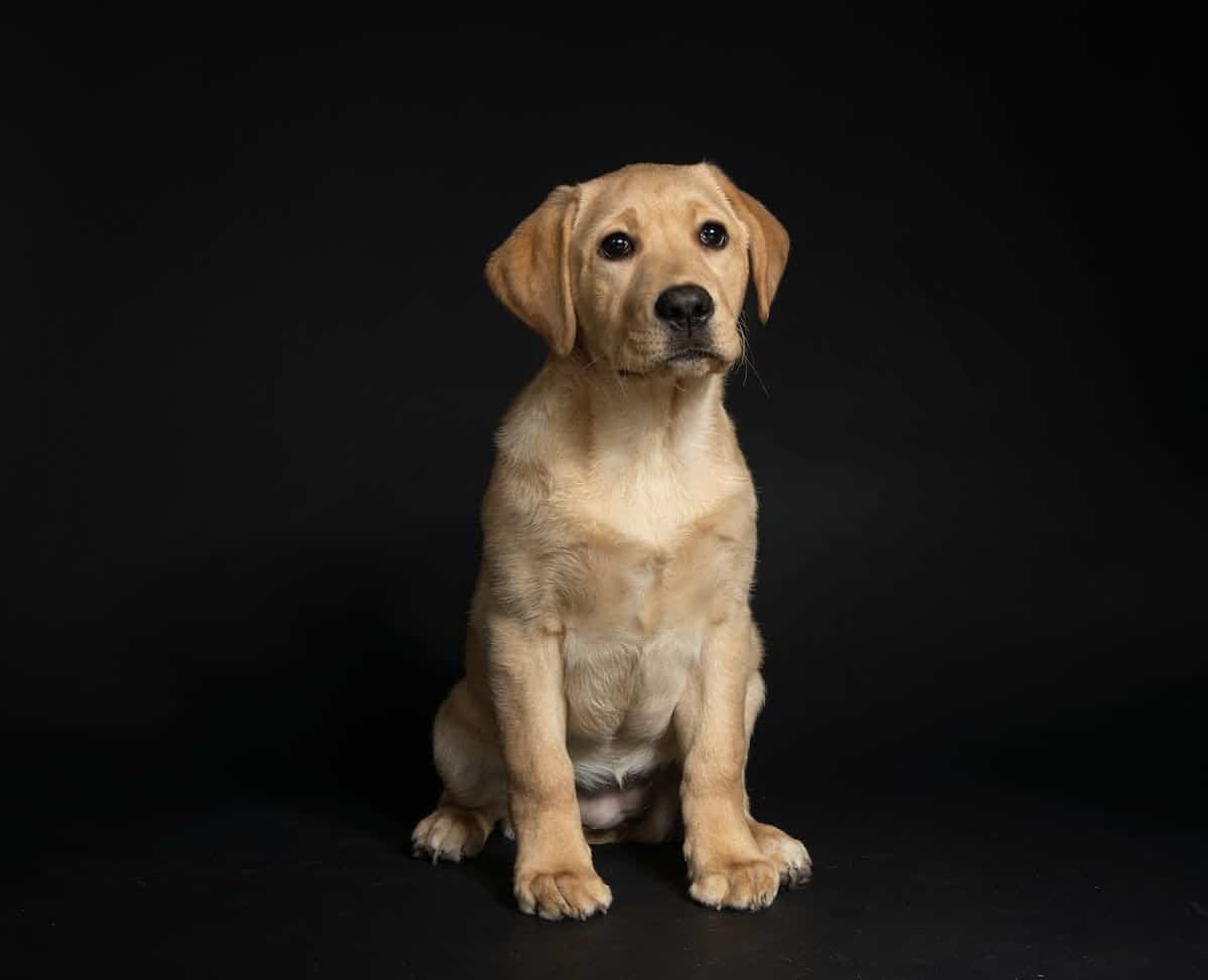 chiens familles