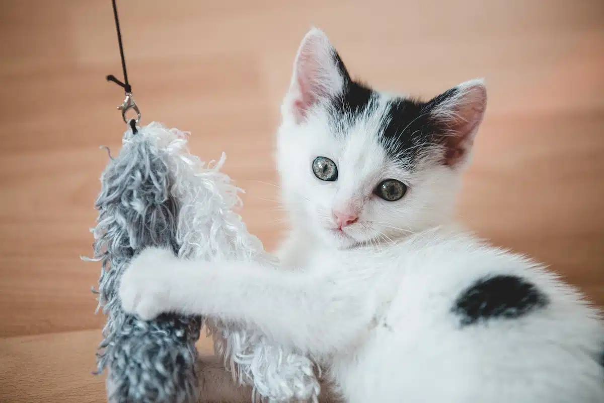 chat jouet