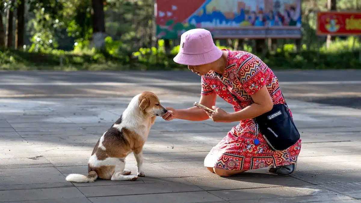 chien  alimentation
