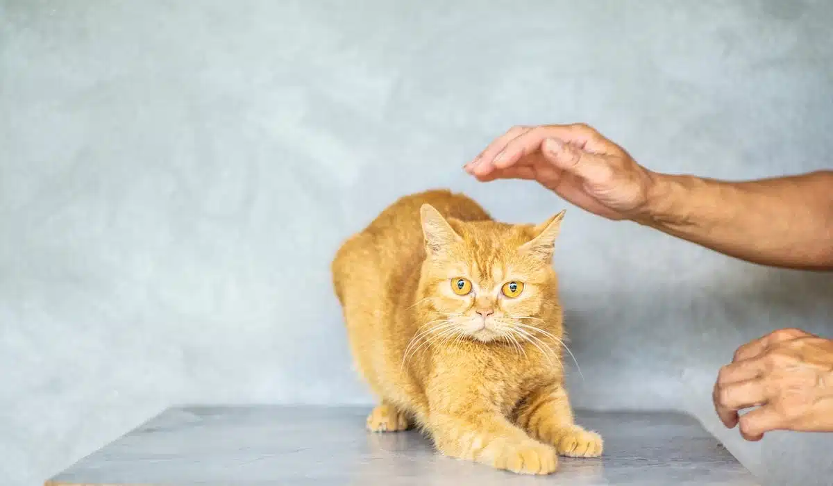 chat santé