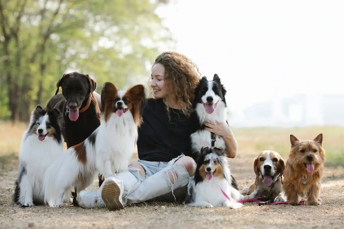 chiens  origines