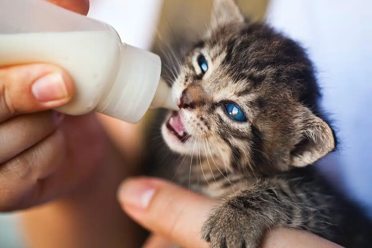 chaton socialisation