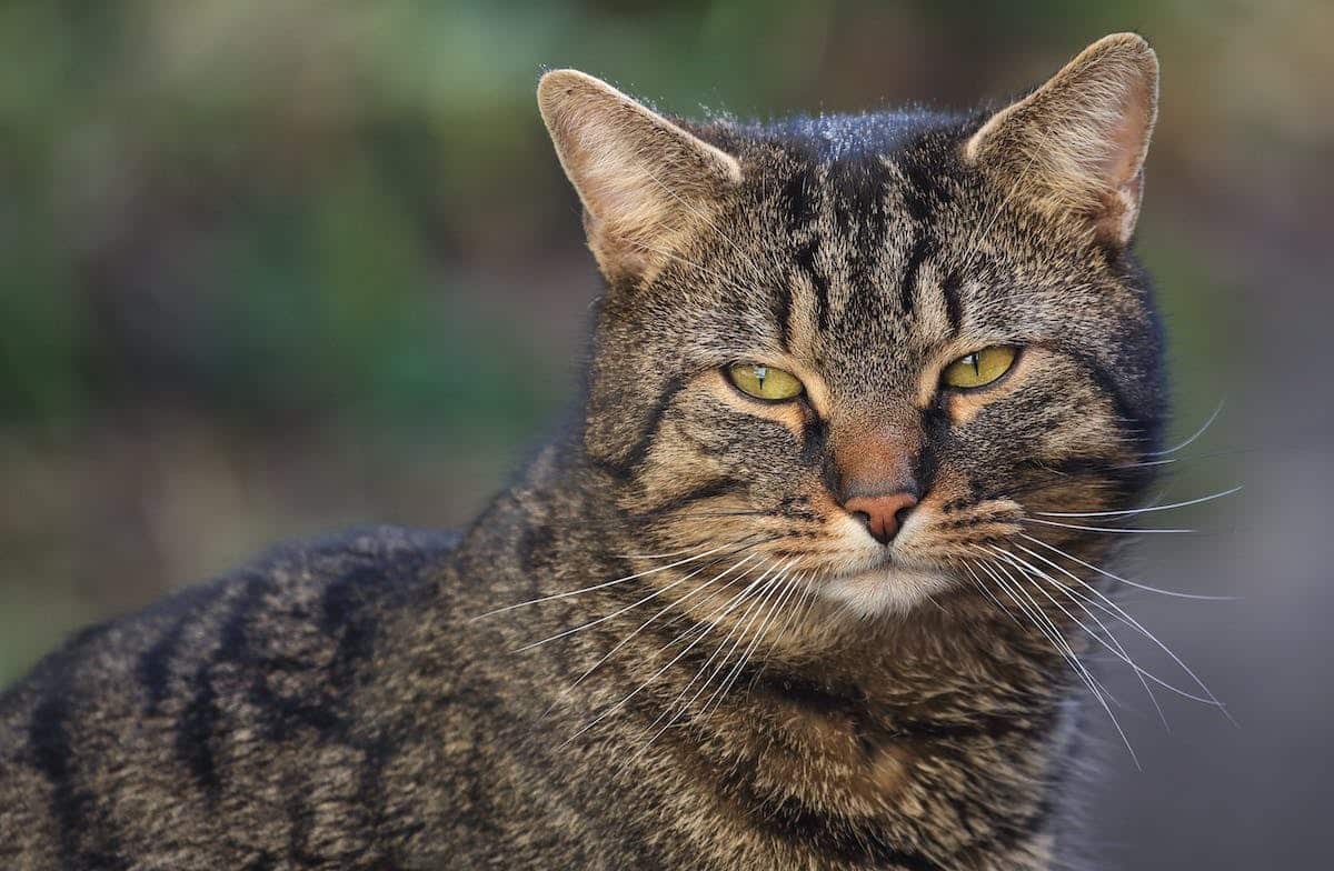 chat populaire