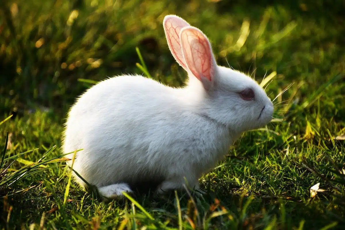 lapin  santé