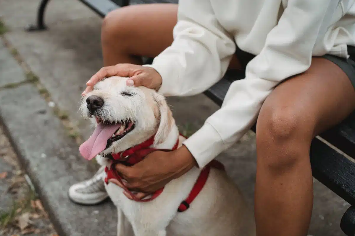 chien  éducation