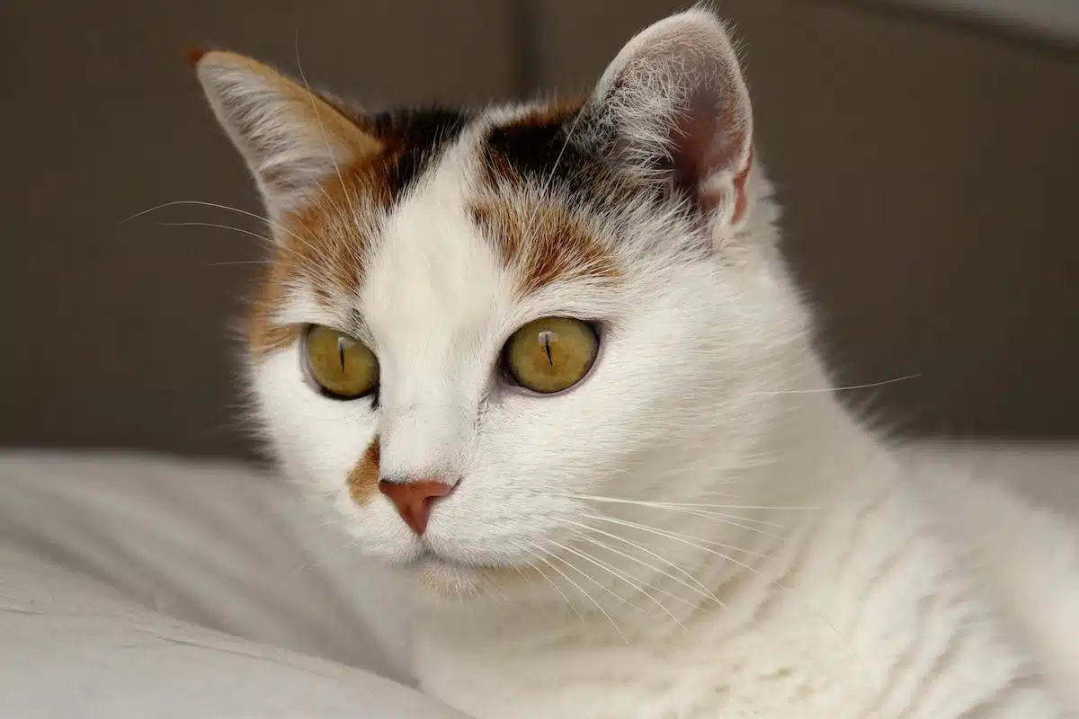 chat  maladie