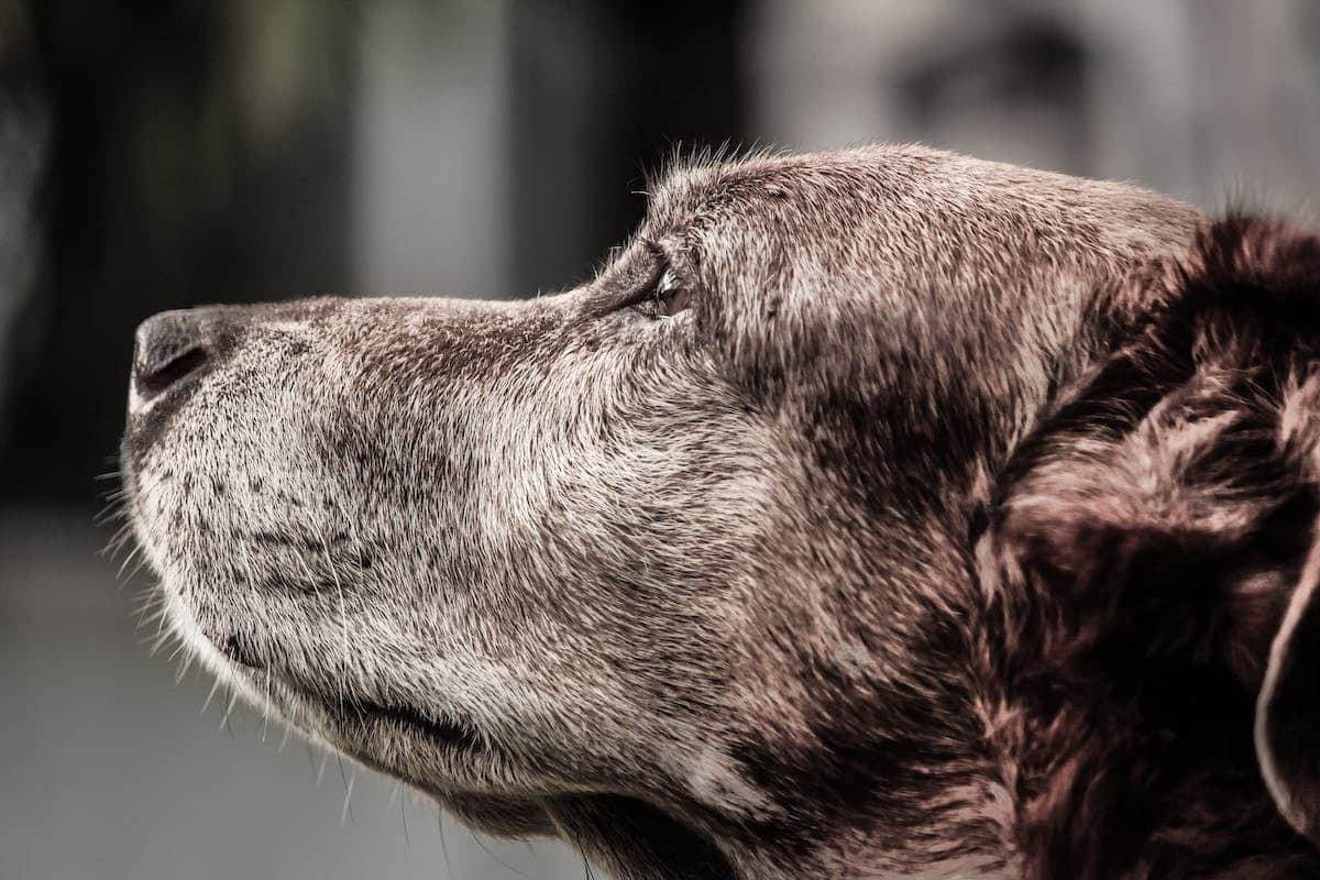 chien  vieillissement