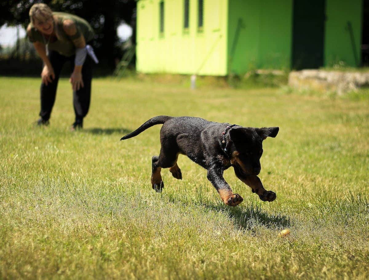 chiot  éducation