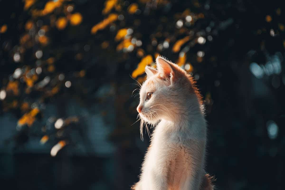 mode  animaux