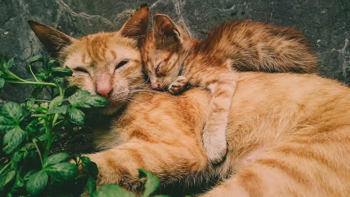 chat  bien-être