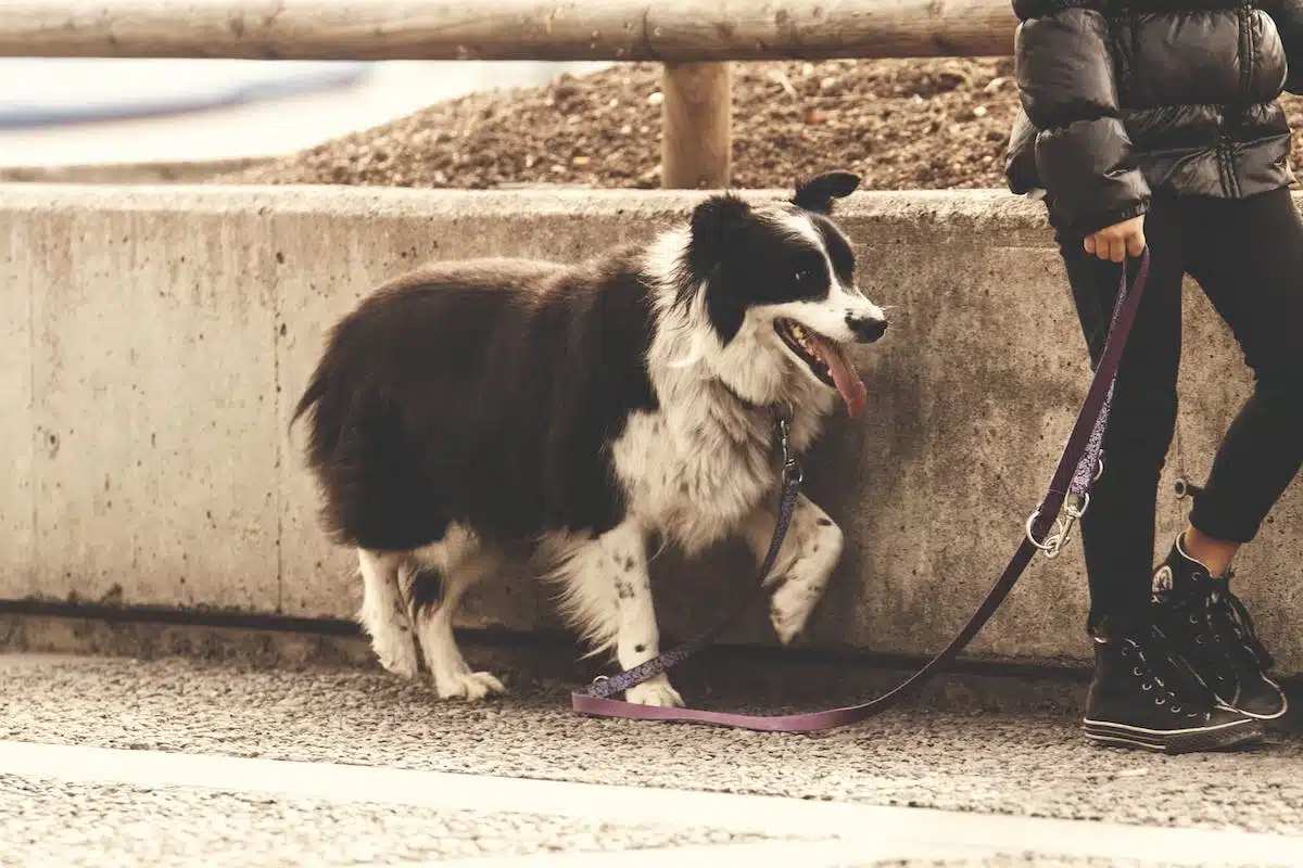 chien  balade