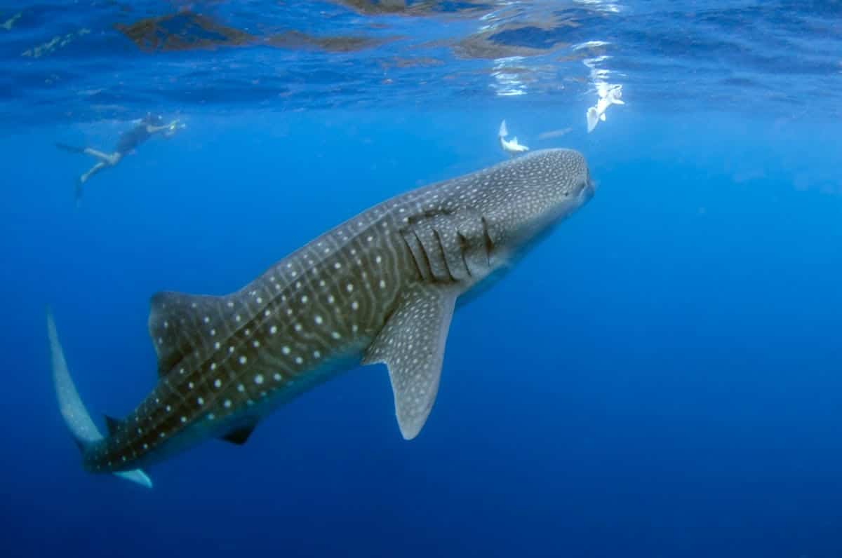 requins baleines