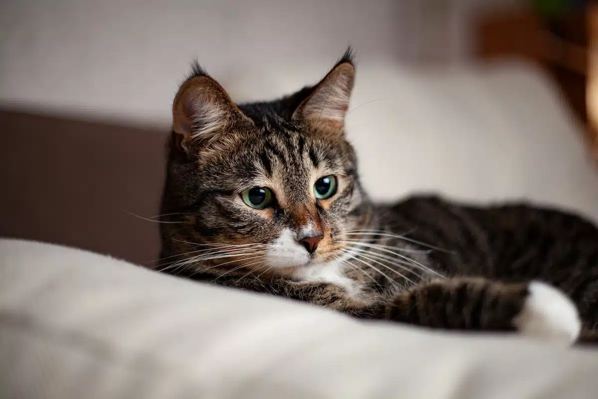 chat domestique
