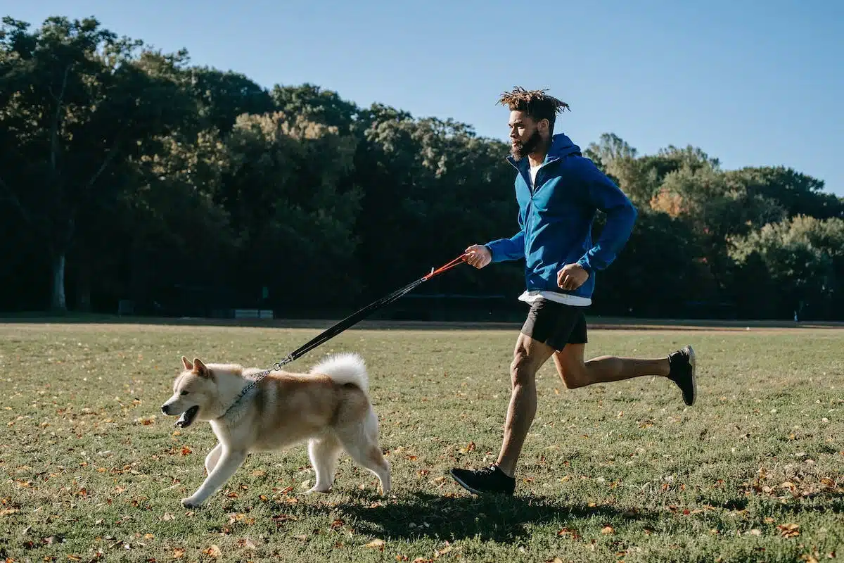 entraînement canin