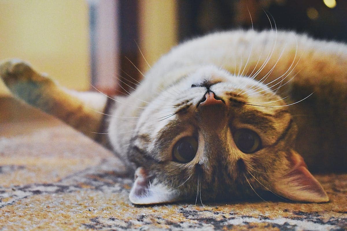 enseignement  chat