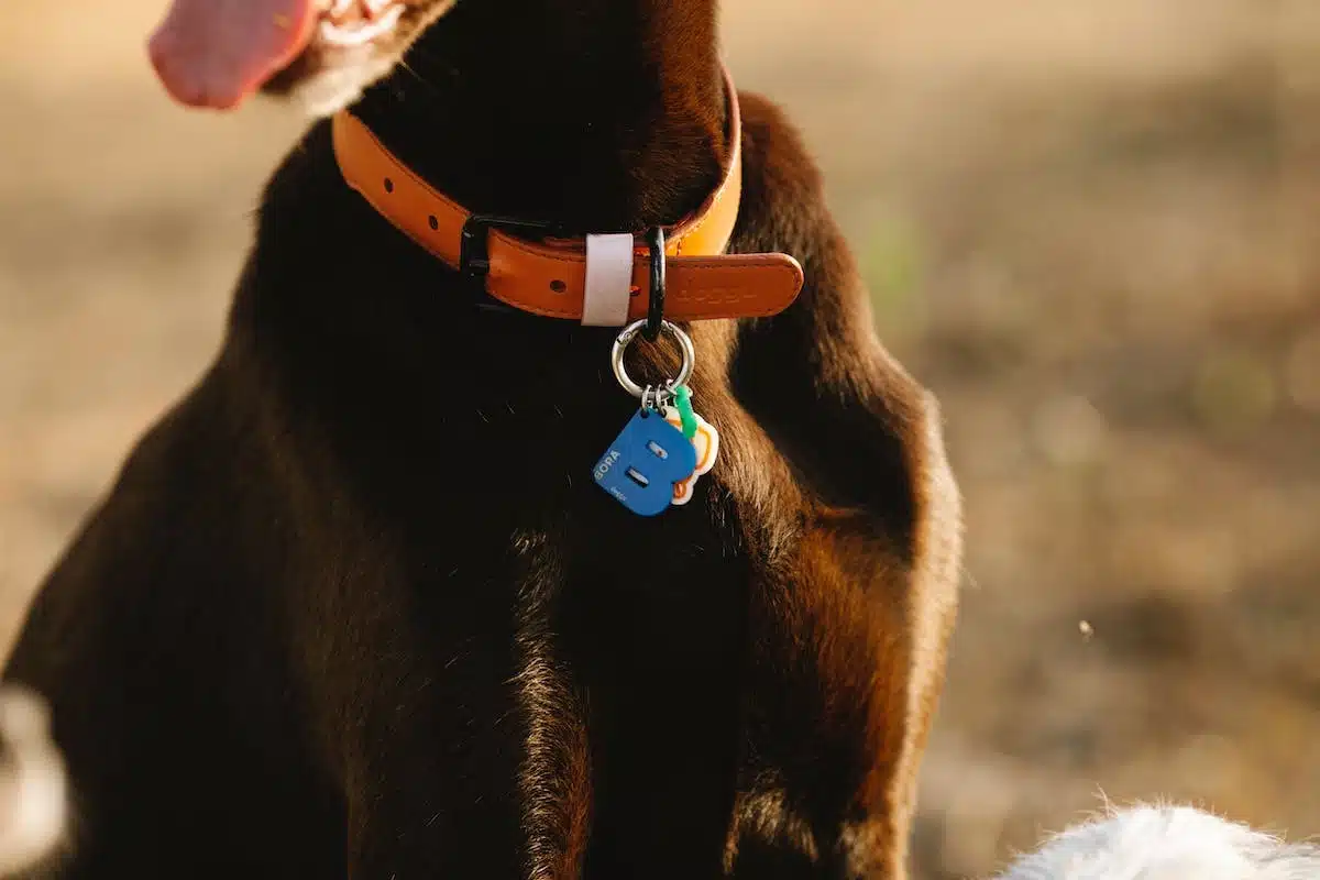 accessoires chiens