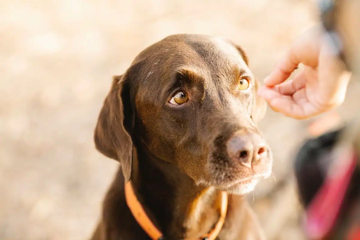comportement chien