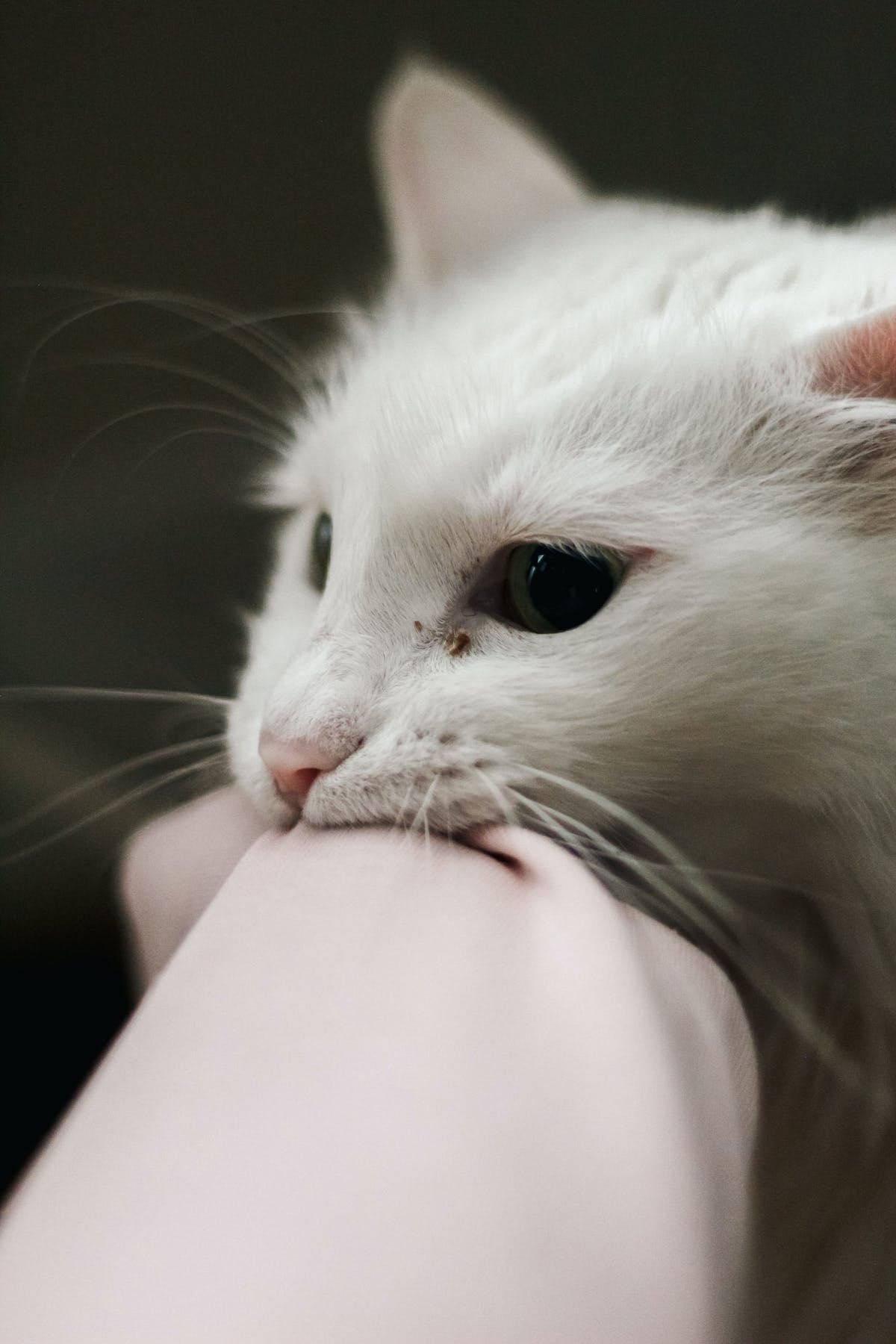chat  dentition
