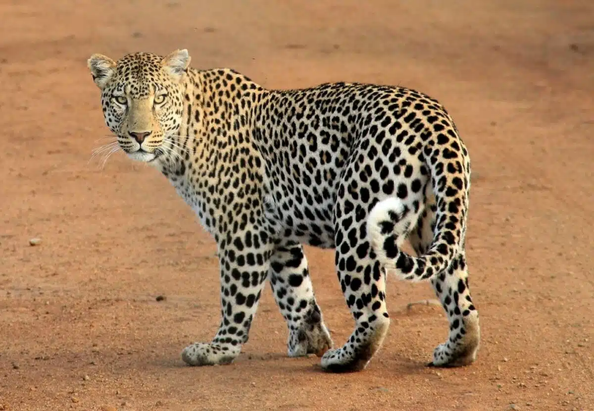 animal sauvage