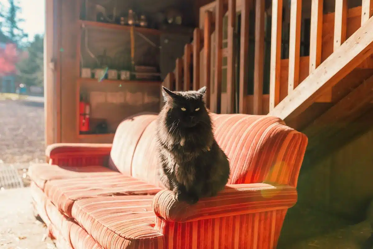 chat  foyer