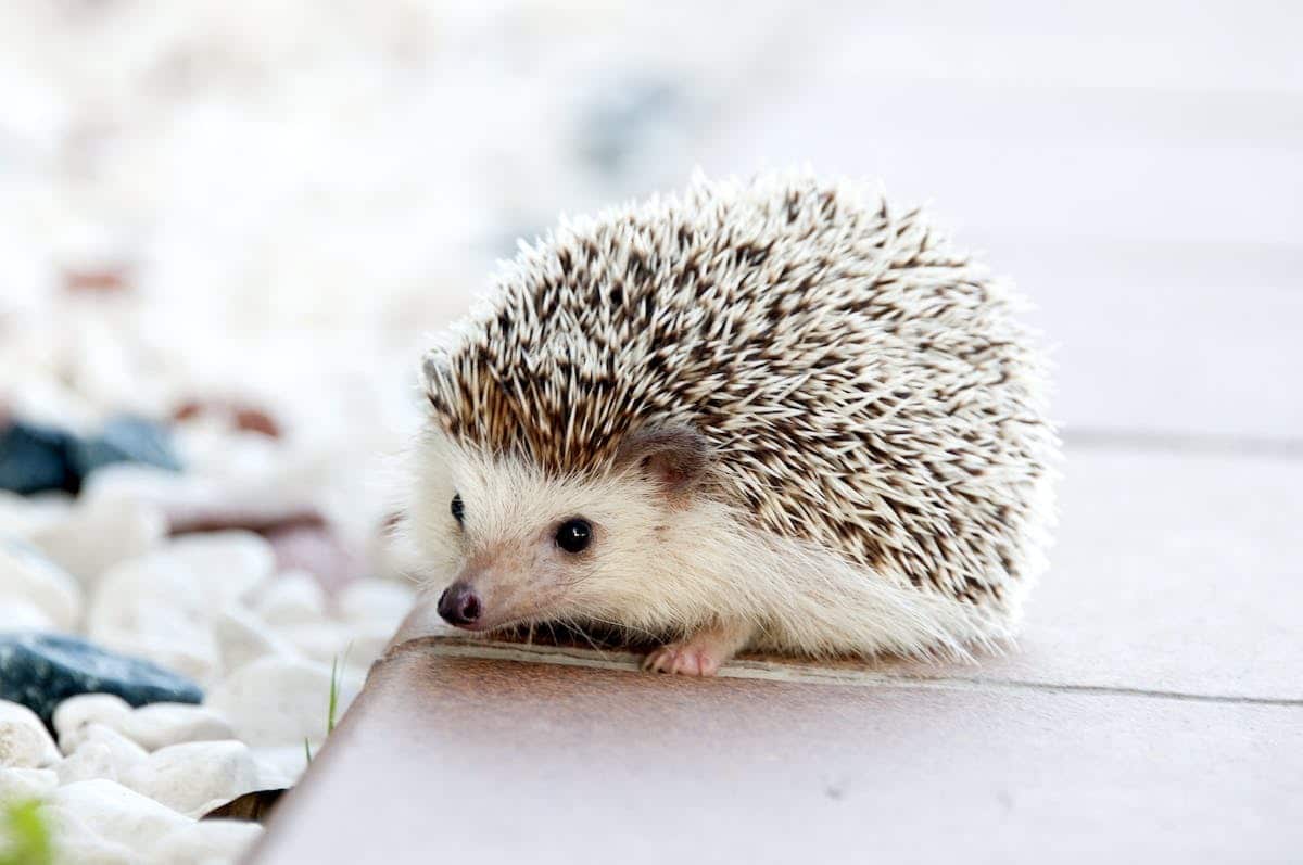 animaux  insolite
