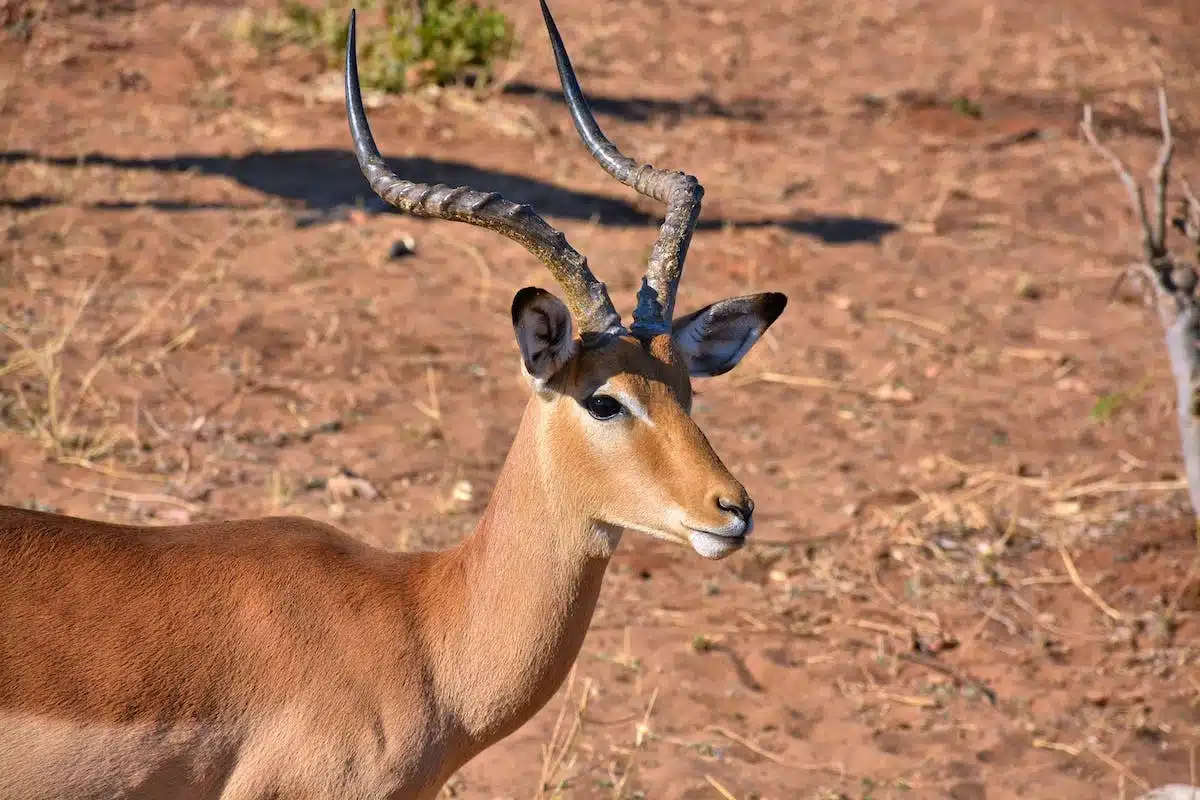 animaux sauvages