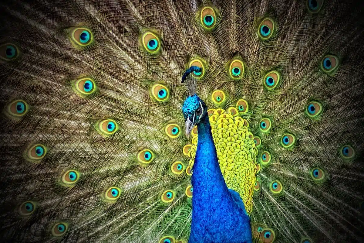 animaux  actualités