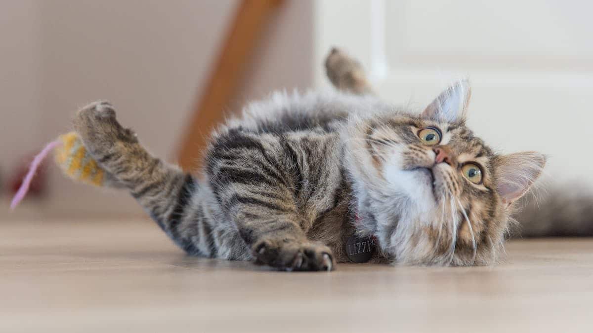 chat insolite
