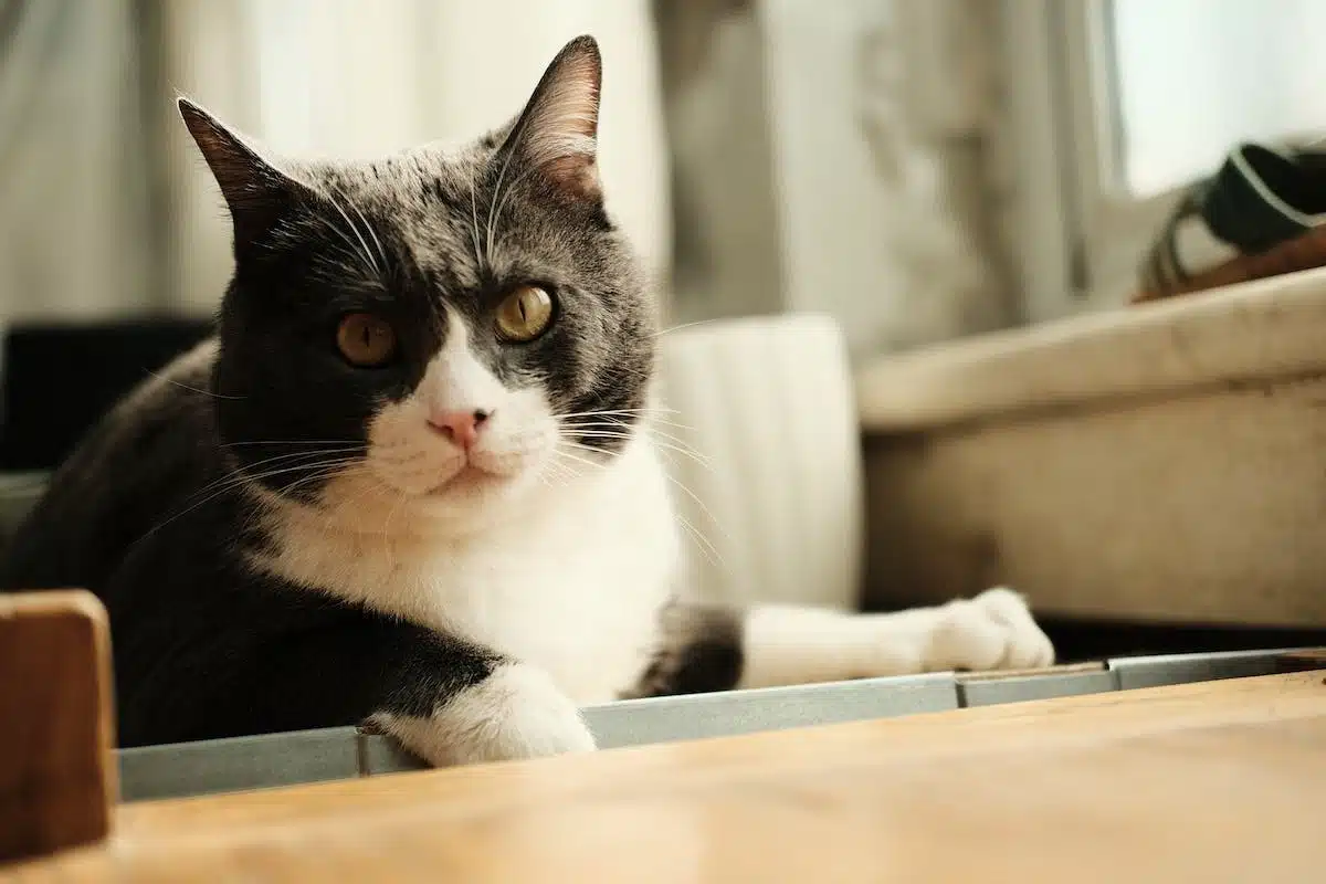 chat castré