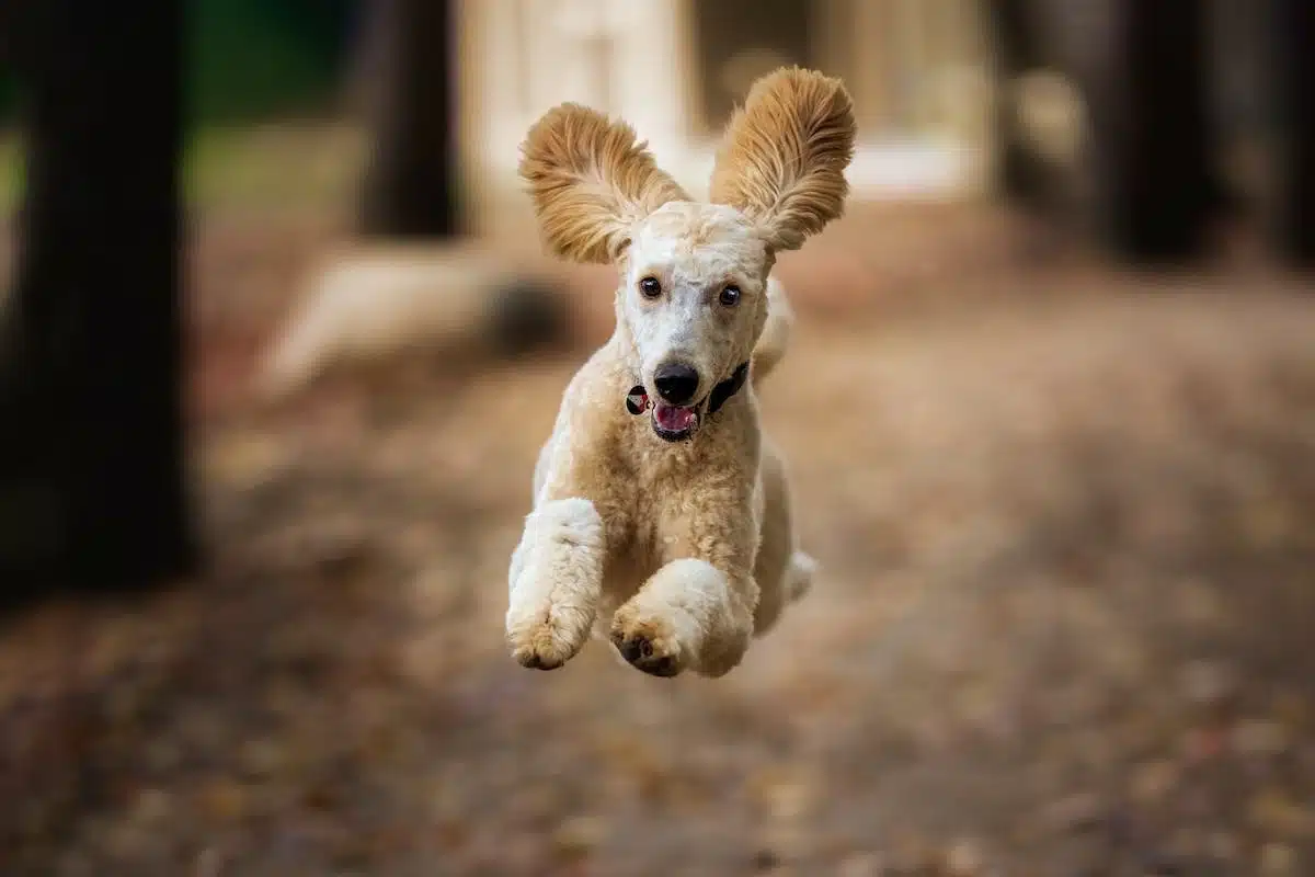 dressage chiot