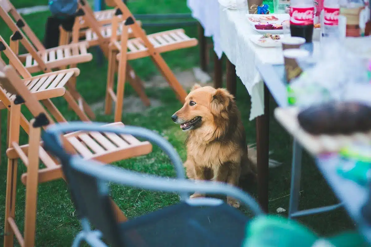 chien  socialisation