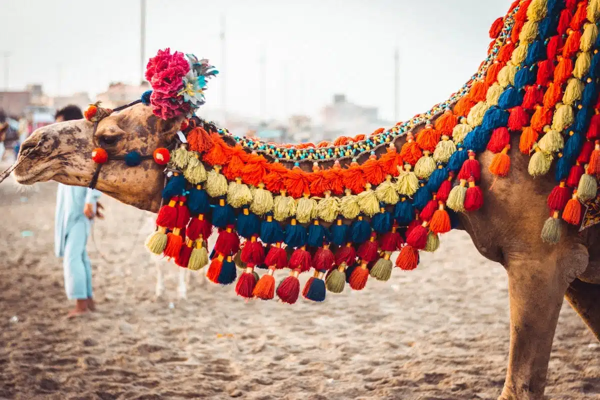 festival animaux