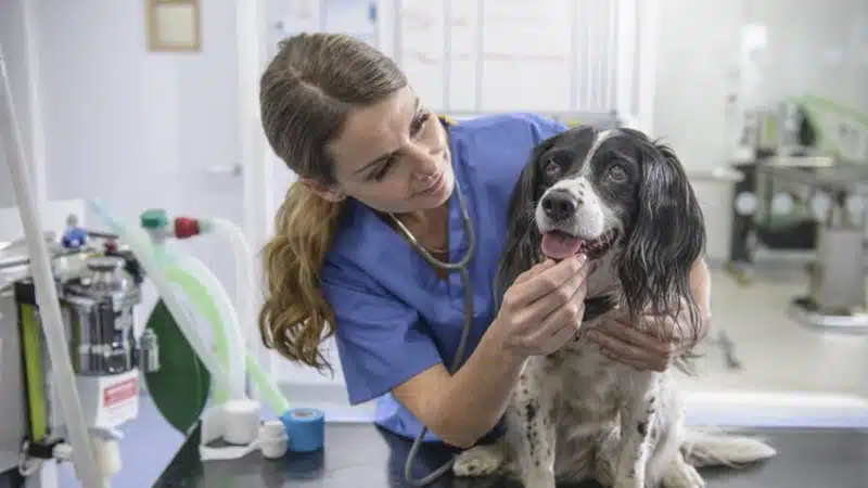 Comprendre les différents types de couvertures de mutuelles pour chiens