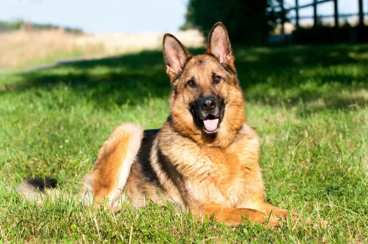 chien pour femme seule