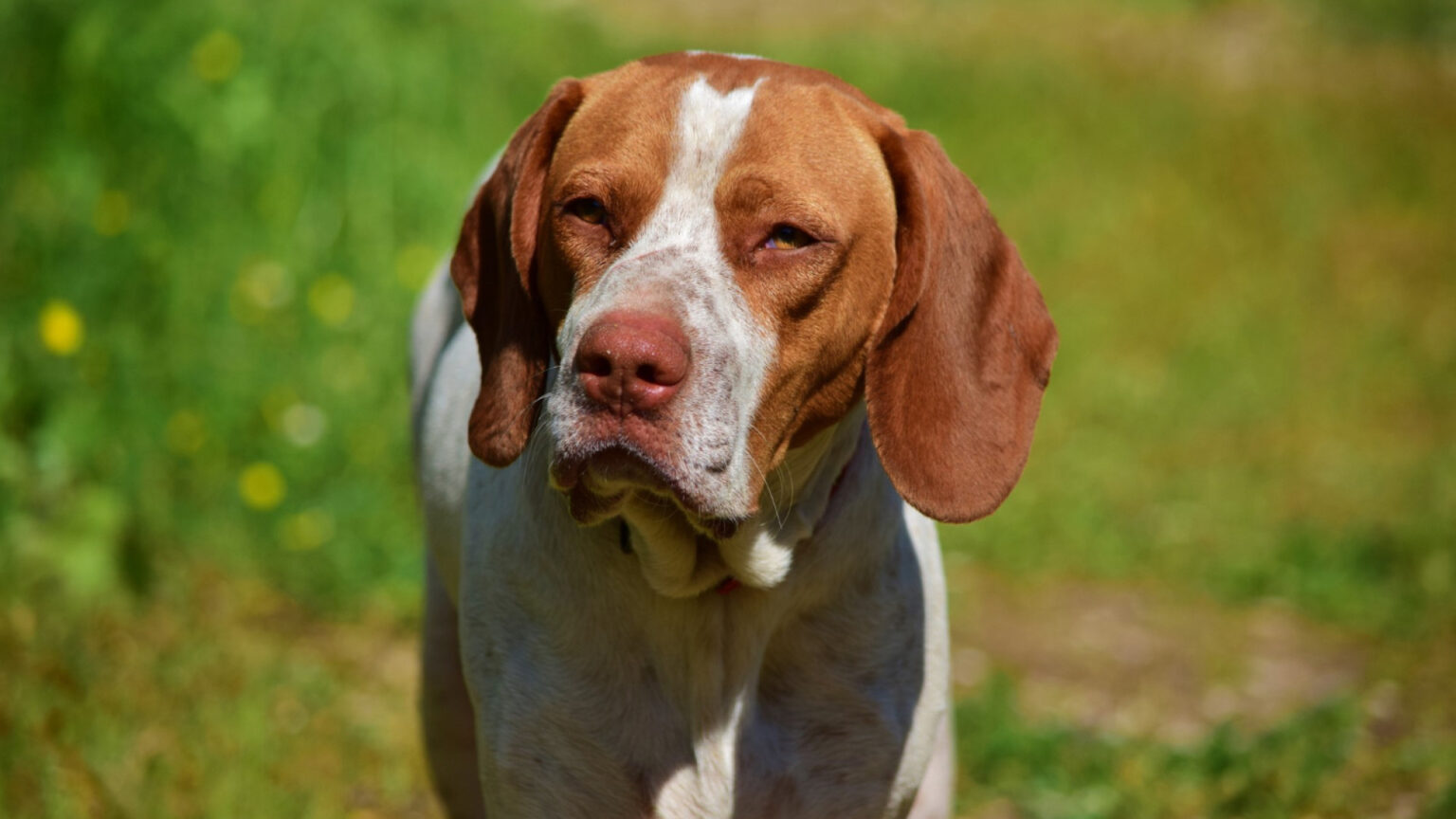 Découvrez les atouts d'une assurance pour votre chien de chasse — free download