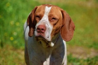 Découvrez les atouts d'une assurance pour votre chien de chasse !