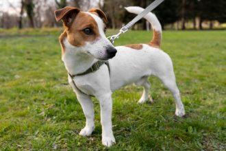 Habituer un petit chien à porter un harnais : méthode et conseils pratiques