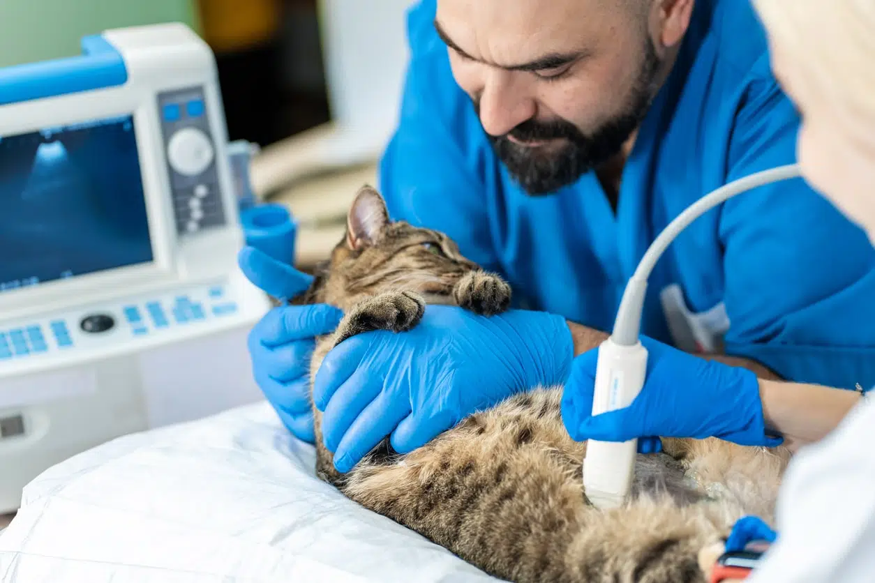 prendre soin de son chat enceinte 