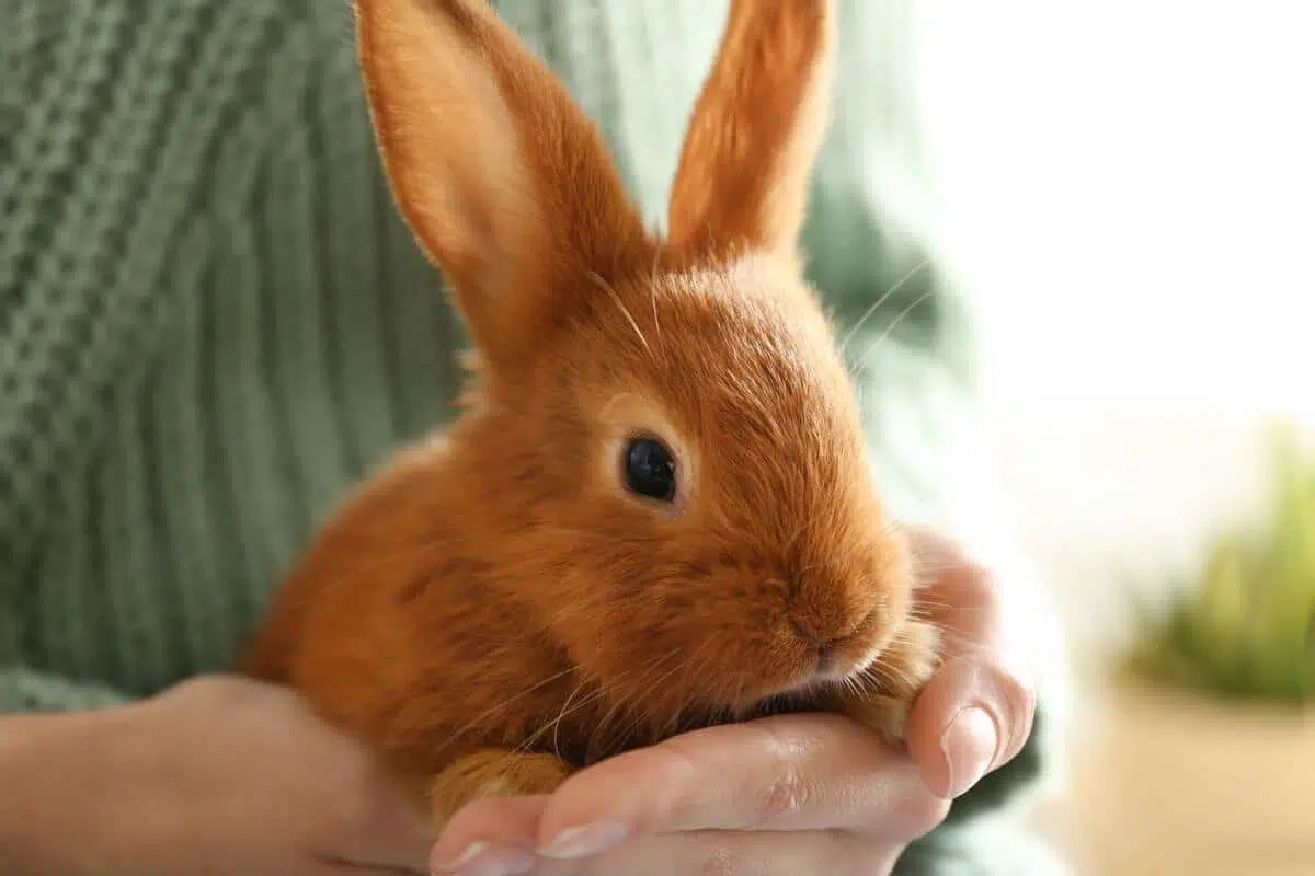 meilleurs animaux de compagnie