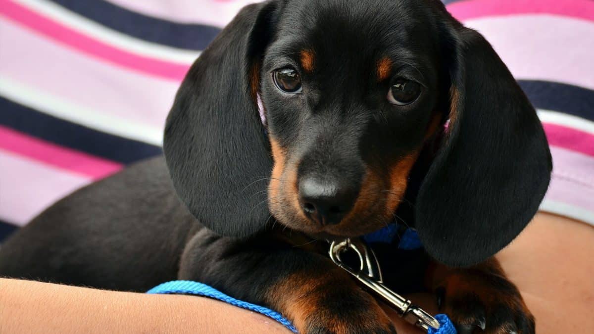 Pourquoi faut-il vérifier la température de votre chien ?