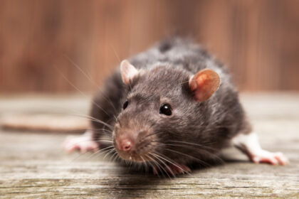 Rayol-Canadel-sur-Mer : profitez d'un service de dératisation efficace pour votre sérénité